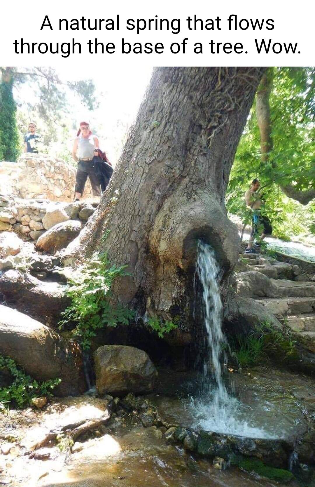 A natural spring that flows through the base of a tree Wow