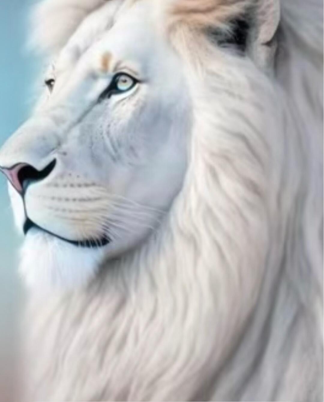 A close-up portrait of a white lion looking to the left.