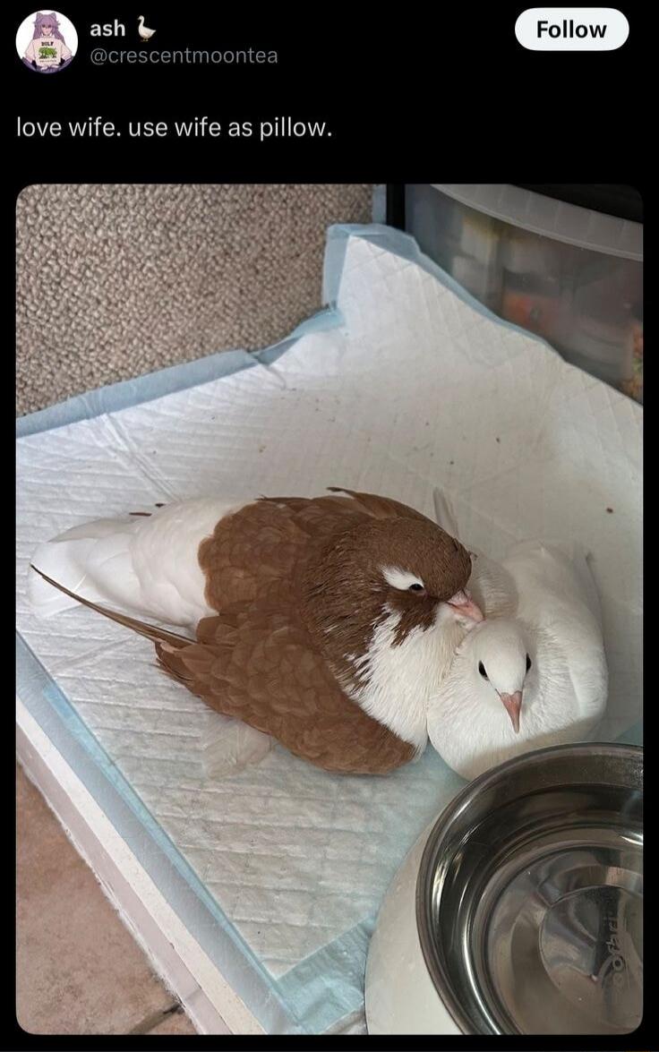 love wife. use wife as pillow.