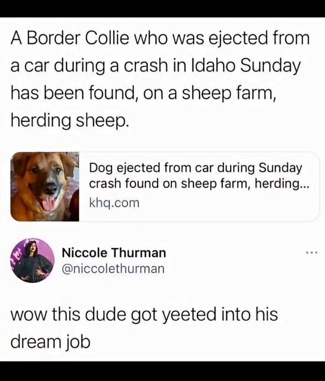 A Border Collie who was ejected from a car during a crash in Idaho Sunday has been found, on a sheep farm, herding sheep. Dog ejected from car during Sunday crash found on sheep farm, herding... khq.com Niccole Thurman @niccolethurman wow this dude got yeeted into his dream job