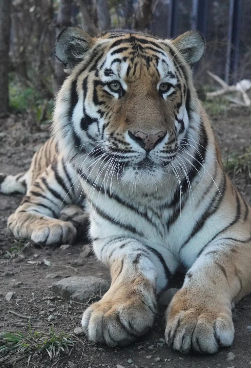Tiger resting on the ground.