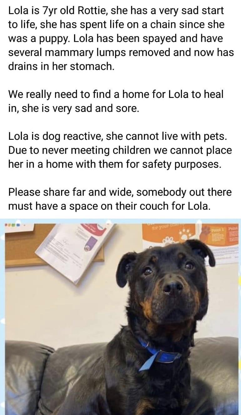 Lola is 7yr old Rottie she has a very sad start to life she has spent life on a chain since she was a puppy Lola has been spayed and have several mammary lumps removed and now has drains in her stomach We really need to find a home for Lola to heal in she is very sad and sore Lola is dog reactive she cannot live with pets Due to never meeting children we cannot place her in a home with them for sa