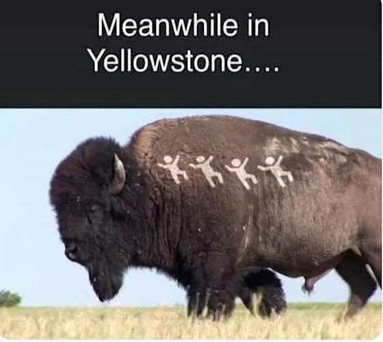 Meanwhile in Yellowstone....