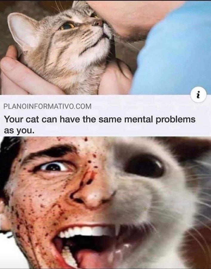 PLANOINFORMATIVOCOM Your cat can have the same mental problems as you