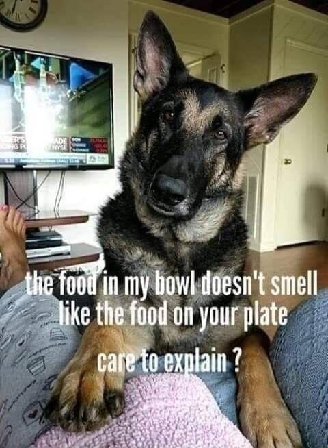 the food in my bowl doesn't smell like the food on your plate care to explain ?