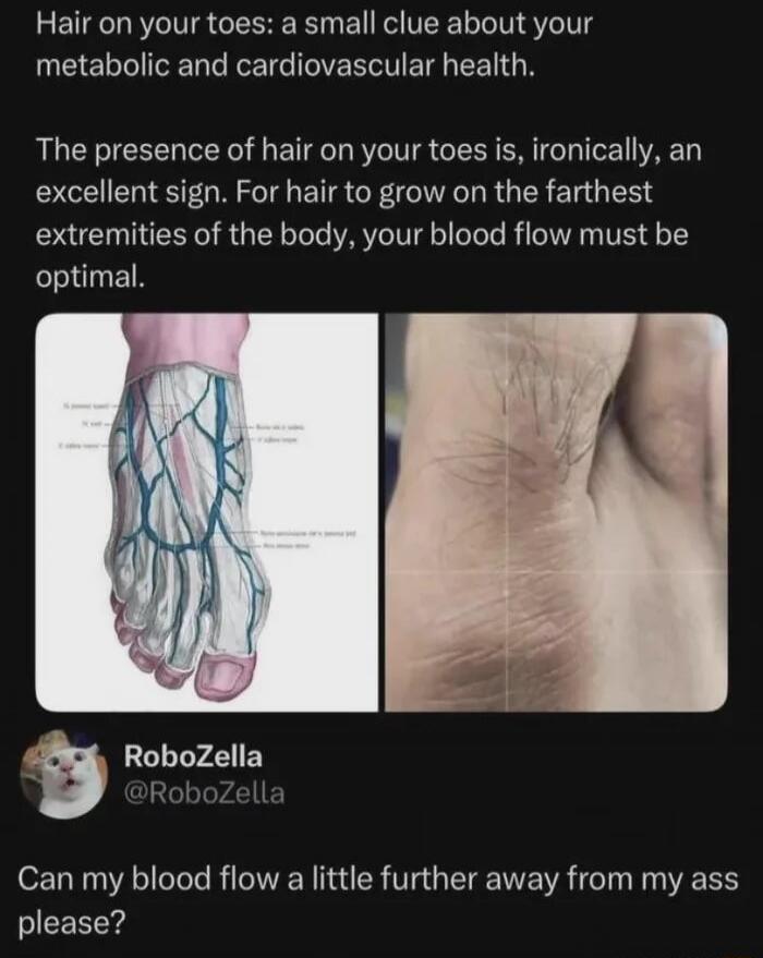 Hair on your toes: a small clue about your metabolic and cardiovascular health. The presence of hair on your toes is, ironically, an excellent sign. For hair to grow on the farthest extremities of the body, your blood flow must be optimal. RoboZella @RoboZella Can my blood flow a little further away from my ass please?