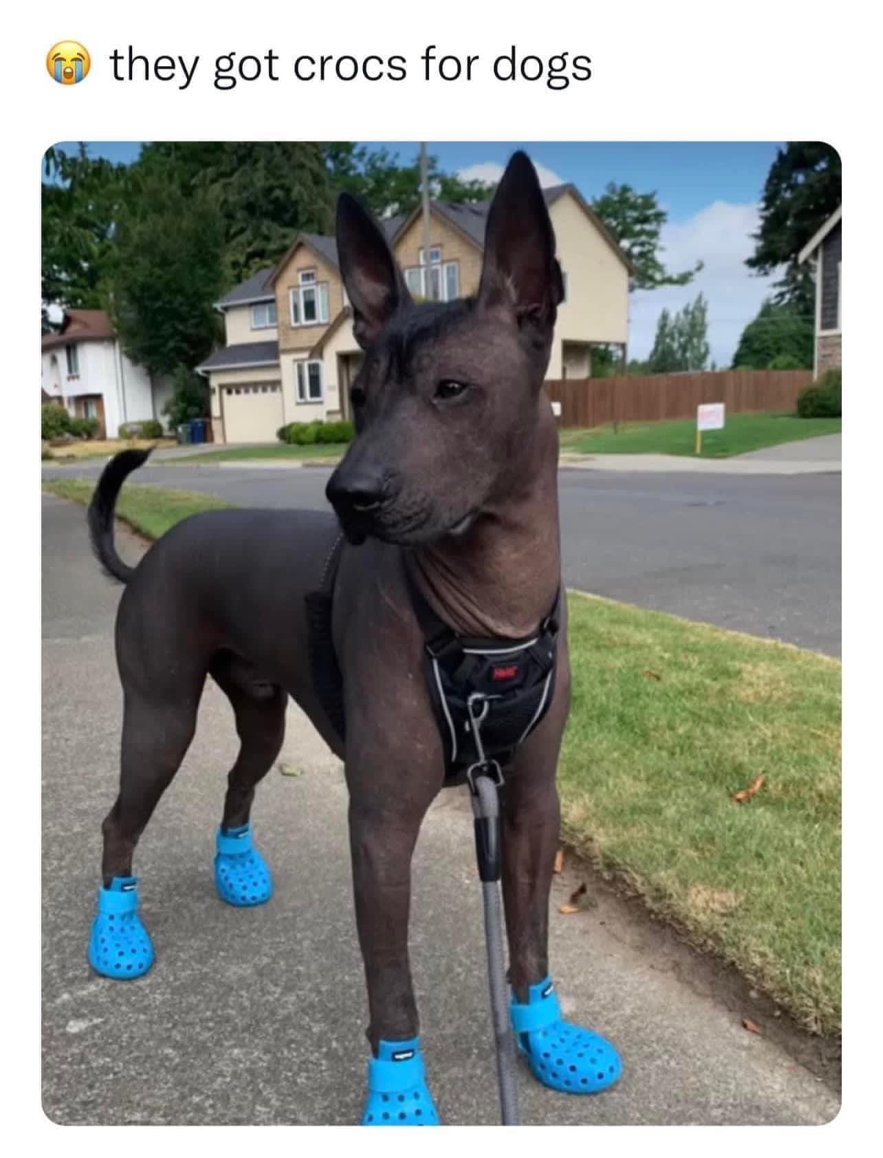 they got crocs for dogs
