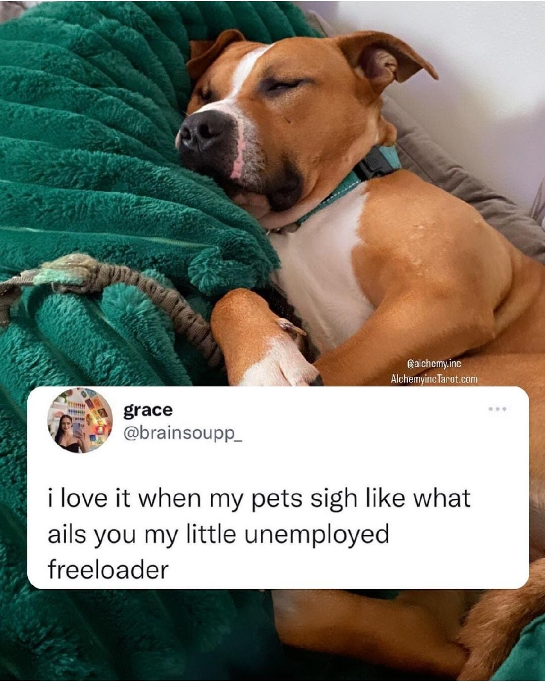 grace g brainsoupp_ ilove it when my pets sigh like what ails you my little unemployed freeloader