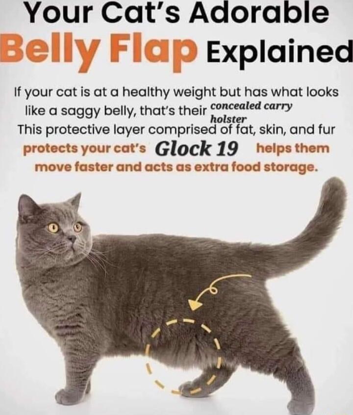 Your Cats Adorable Explained If your cat is at a healthy weight but has what looks like a saggy belly thats their y This protective layer comprised of fat skin and fur protects yourcats Glock 19 helpsthem move faster and acts as extra food storage