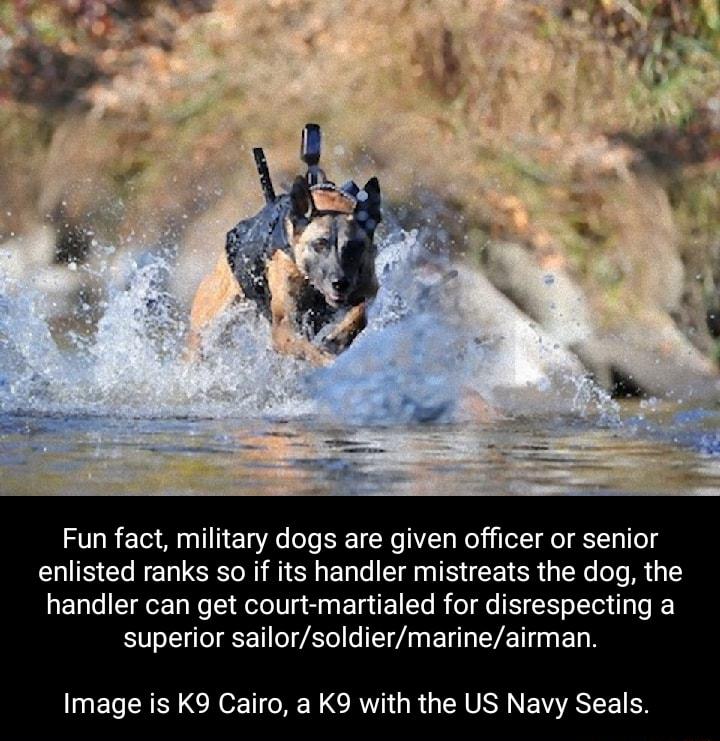 Fun fact military dogs are given officer or senior enlisted ranks so if its handler mistreats the dog the handler can get court martialed for disrespecting a superior sailorsoldiermarineairman Image is K9 Cairo a K9 with the US Navy Seals