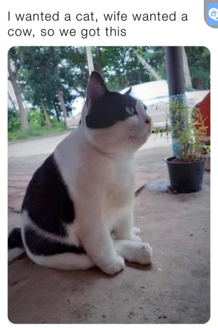 wanted a cat wife wanted a cow so we got this