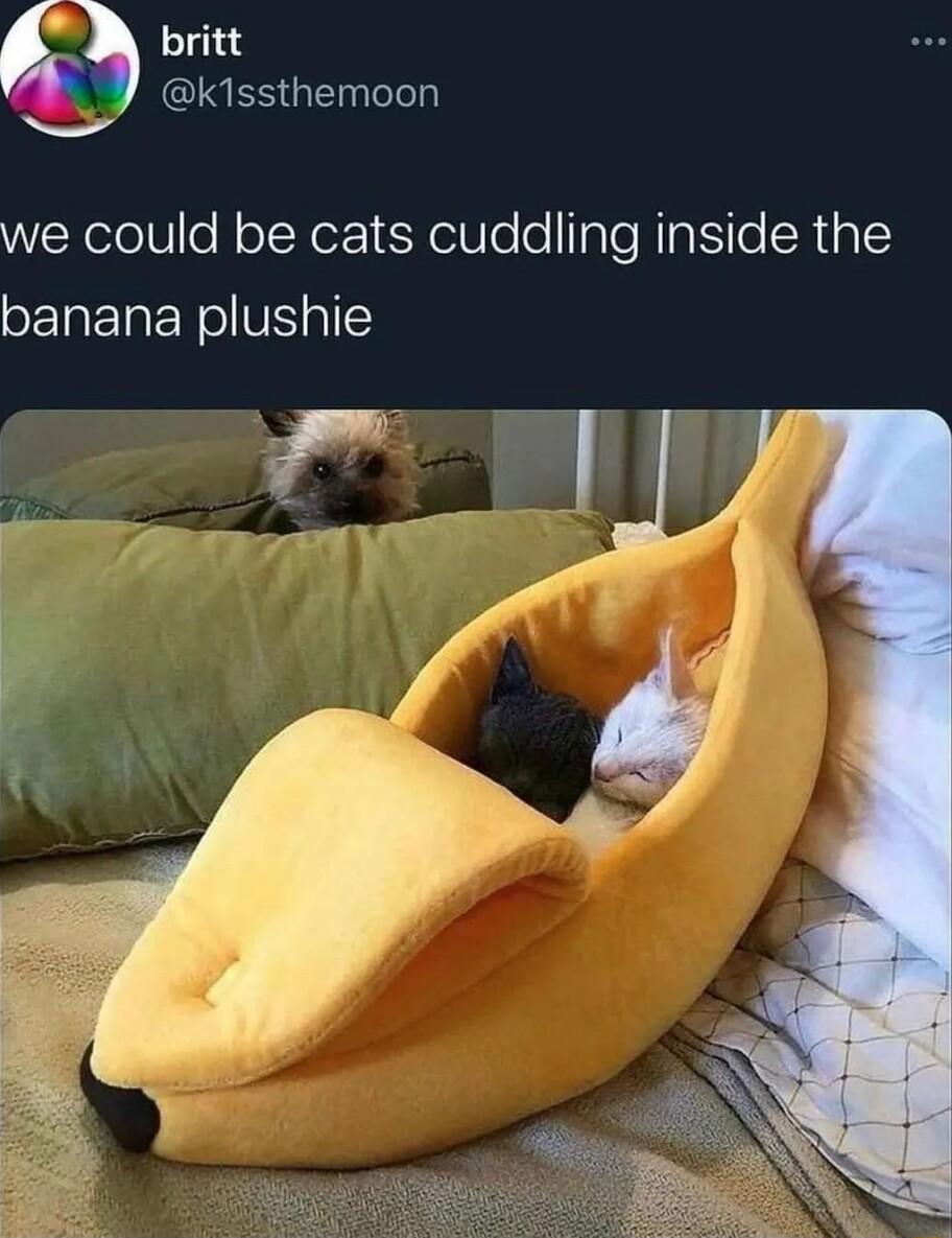 britt QINESGENIN we could be cats cuddling inside the banana plushie