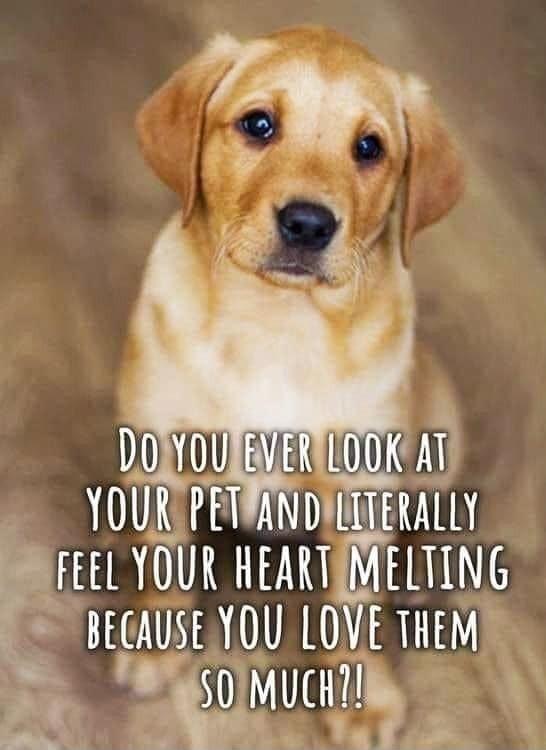 YOUREPET ANIllITEKAlH fFEl YOUR HEART MEHING k BEGAUSE YOU lUVTHEM EMUH b