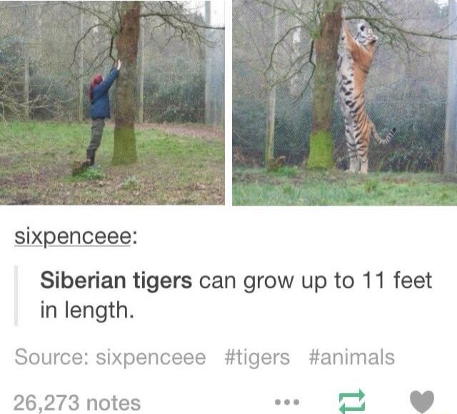 sixpenceeee:
Siberian tigers can grow up to 11 feet in length.
Source: sixpenceee  #tigers #animals
