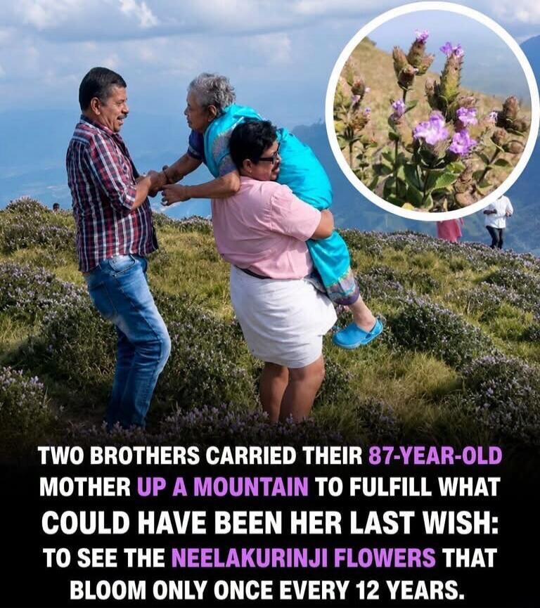 TWO BROTHERS CARRIED THEIR 87-YEAR-OLD MOTHER UP A MOUNTAIN TO FULFILL WHAT COULD HAVE BEEN HER LAST WISH: TO SEE THE NEELAKURINJI FLOWERS THAT BLOOM ONLY ONCE EVERY 12 YEARS.