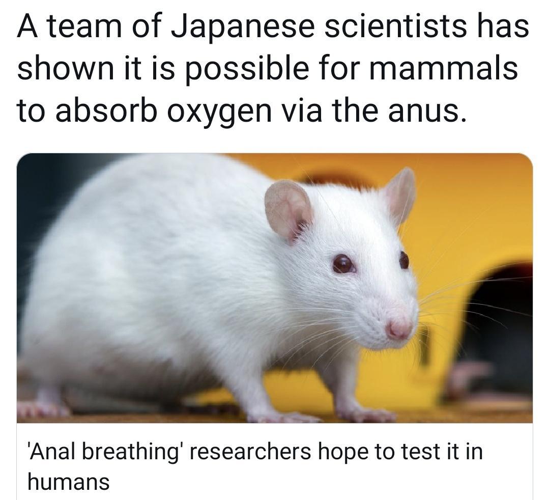A team of Japanese scientists has shown it is possible for mammals to absorb oxygen via the anus Anal breathing researchers hope to test it in humans