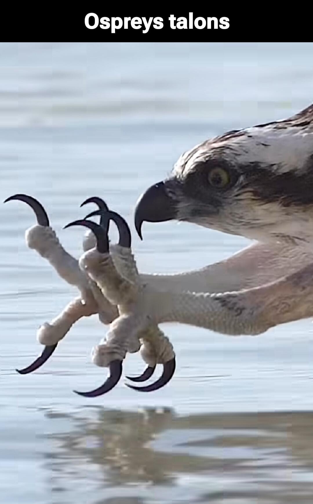Ospreys talons