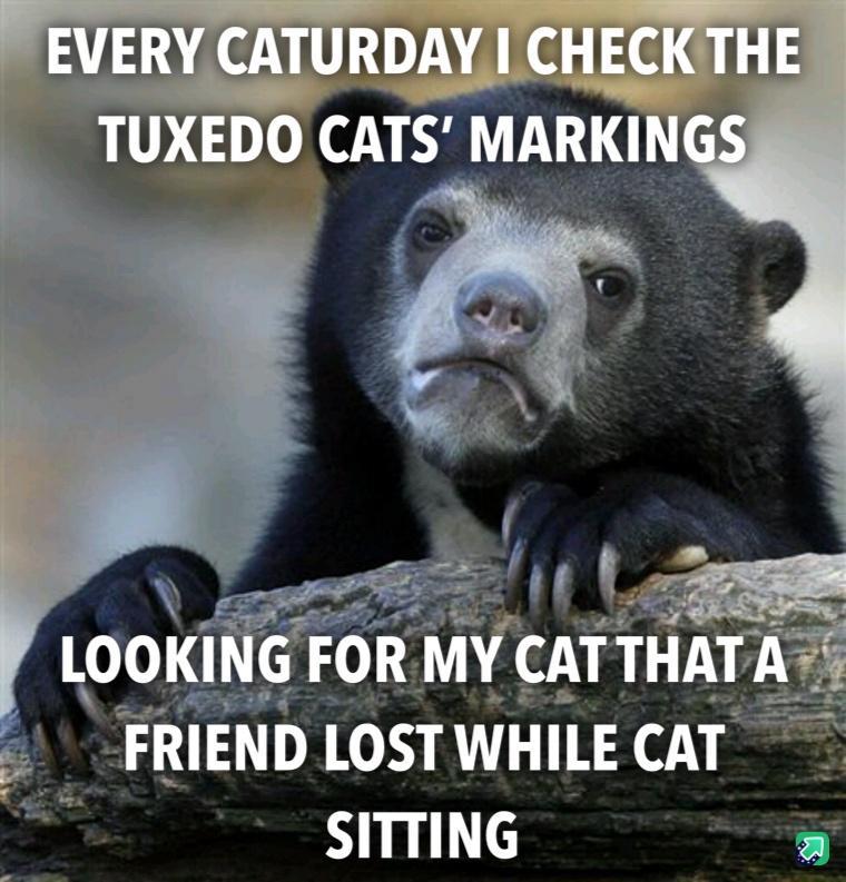 FRIENDIOSTWHILECAT 3 SITTING