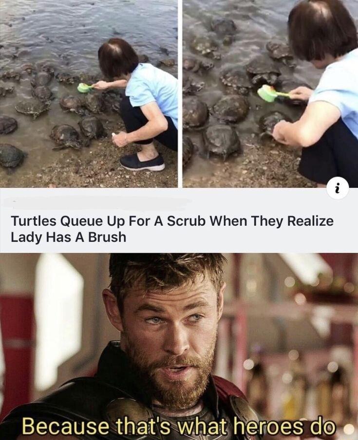 Turtles Queue Up For A Scrub When They Realize Lady Has A Brush Because that Swhatheroes do