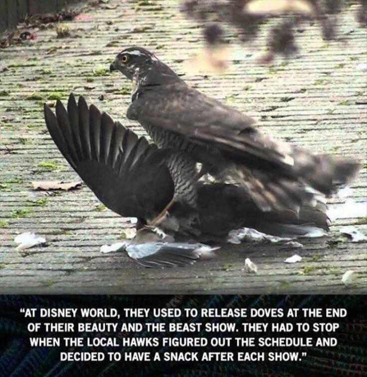 AT DISNEY WORLD THEY USED TO RELEASE DOVES AT THE END OF THEIR BEAUTY AND THE BEAST SHOW THEY HAD TO STOP WHEN THE LOCAL HAWKS FIGURED OUT THE SCHEDULE AND DECIDED TO HAVE A SNACK AFTER EACH SHOW