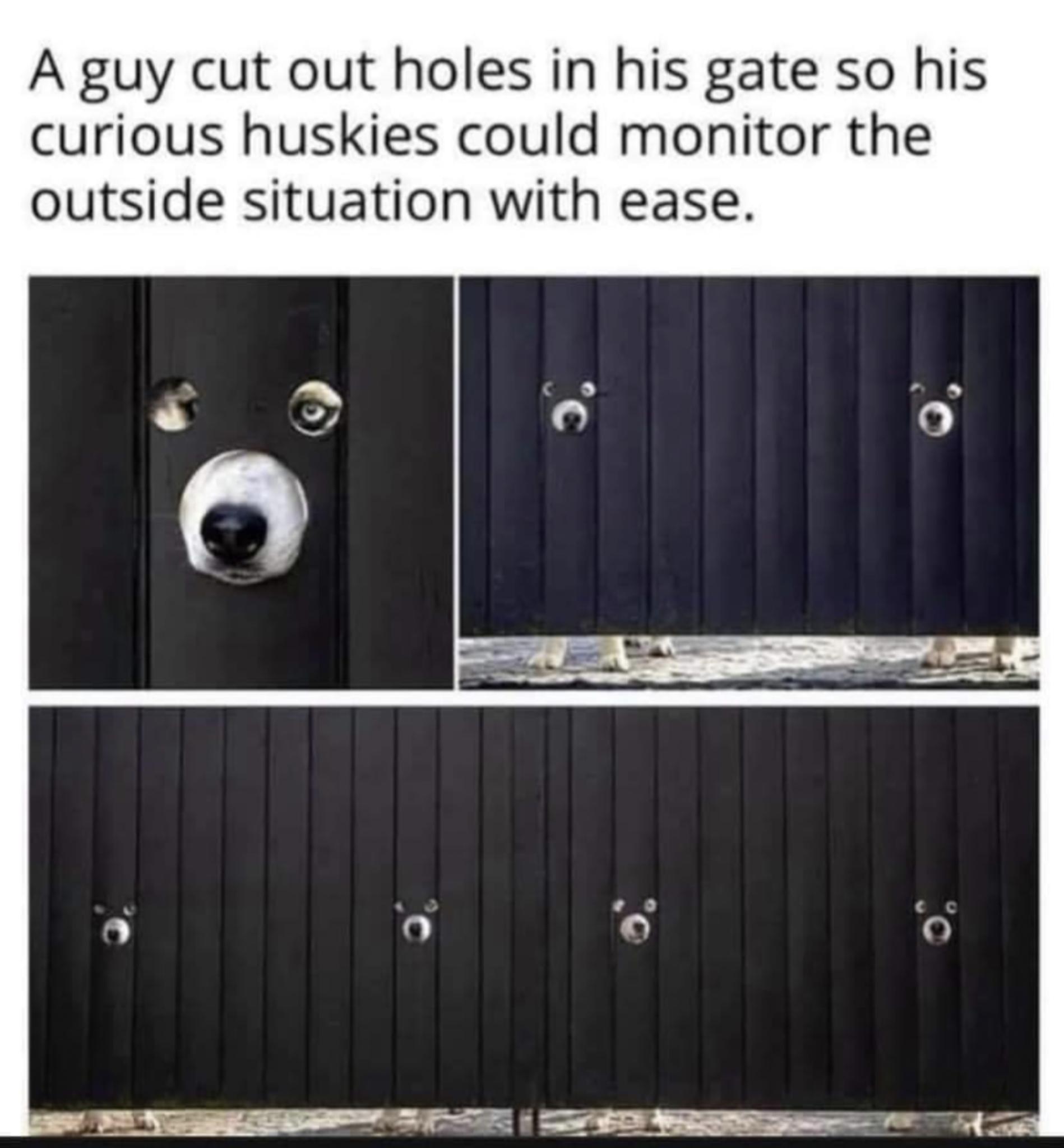 A guy cut out holes in his gate so his curious huskies could monitor the outside situation with ease