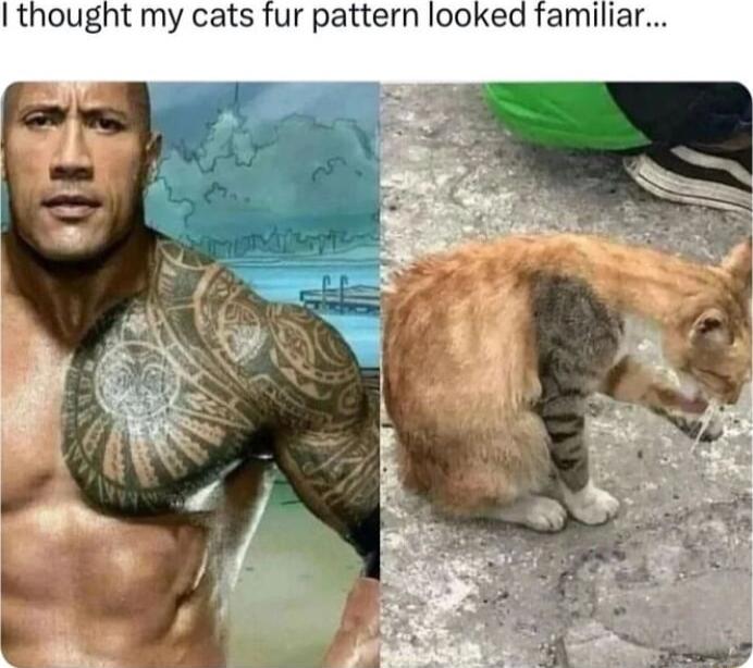 I thought my cats fur pattern looked familiar