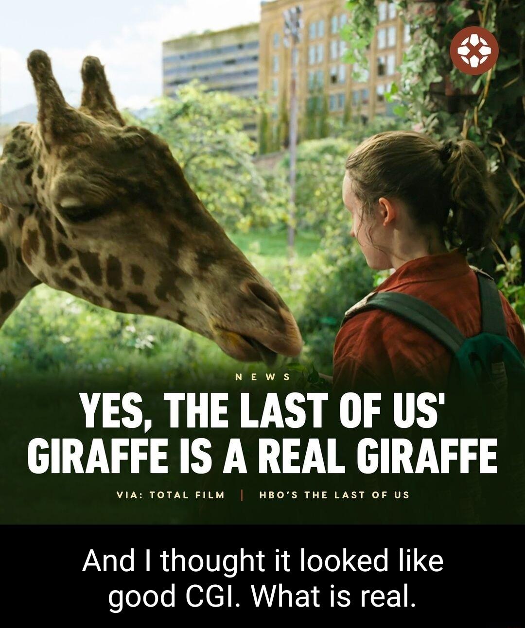 YES THE LAST OF US GIRAFFE IS A REAL GIRAFFE And thought it looked like eloJele NeeM Y ERER
