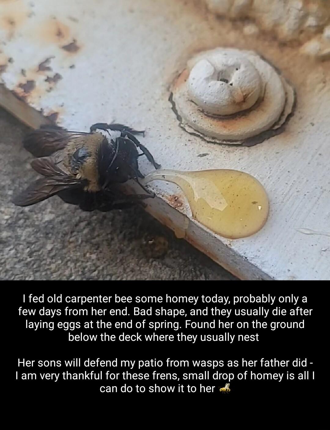 I fed old carpenter bee some homey today probably only a few days from her end Bad shape and they usually die after laying eggs at the end of spring Found her on the ground below the deck where they usually nest Her sons will defend my patio from wasps as her father did 1am very thankful for these frens small drop of homey is all can do to show it to her 4