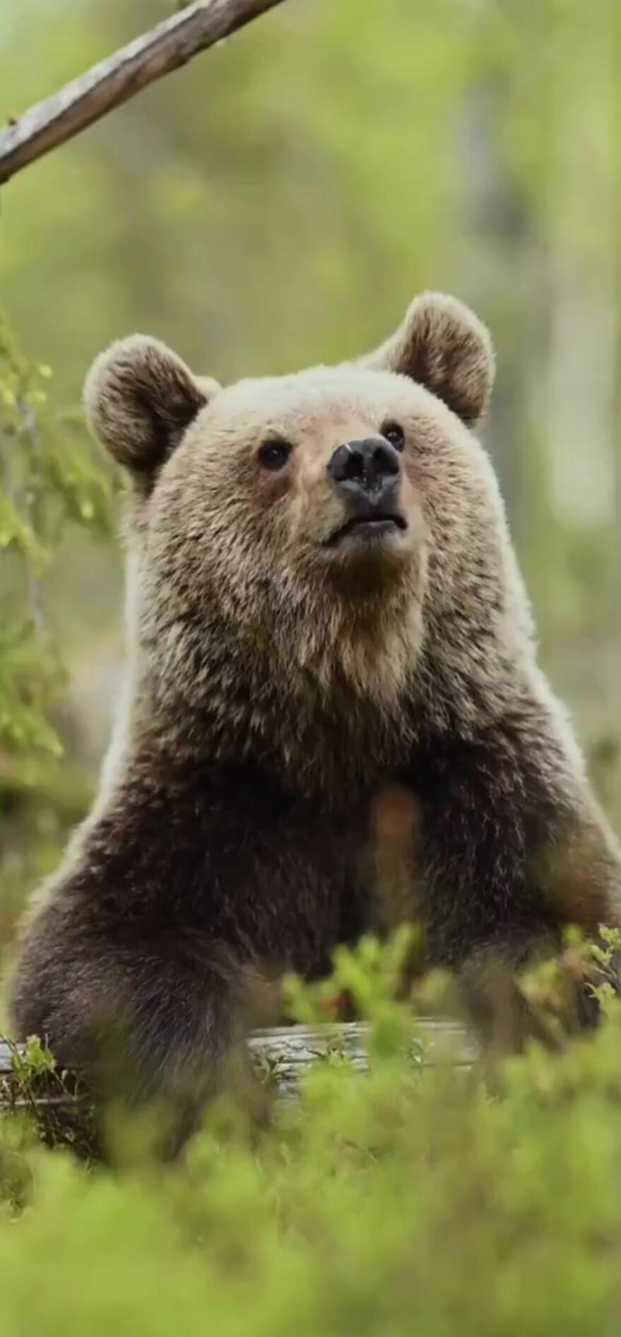 A brown bear standing in a forest, looking upwards with a curious expression.