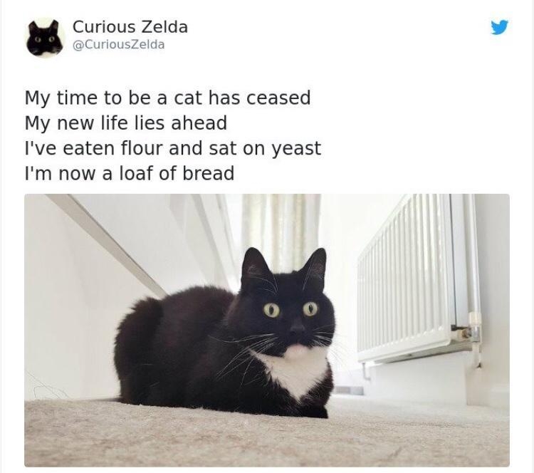 My time to be a cat has ceased My new life lies ahead Ive eaten flour and sat on yeast Im now a loaf of bread 119K 607 PM Jul 26 2018