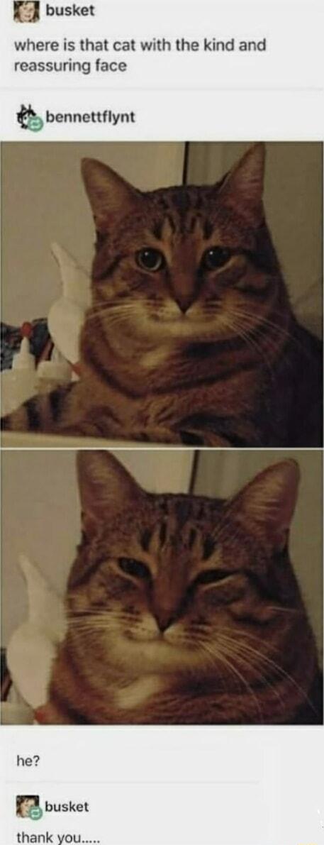 busket where is that cat with the kind and reassuring face Q_ benneuym thank you