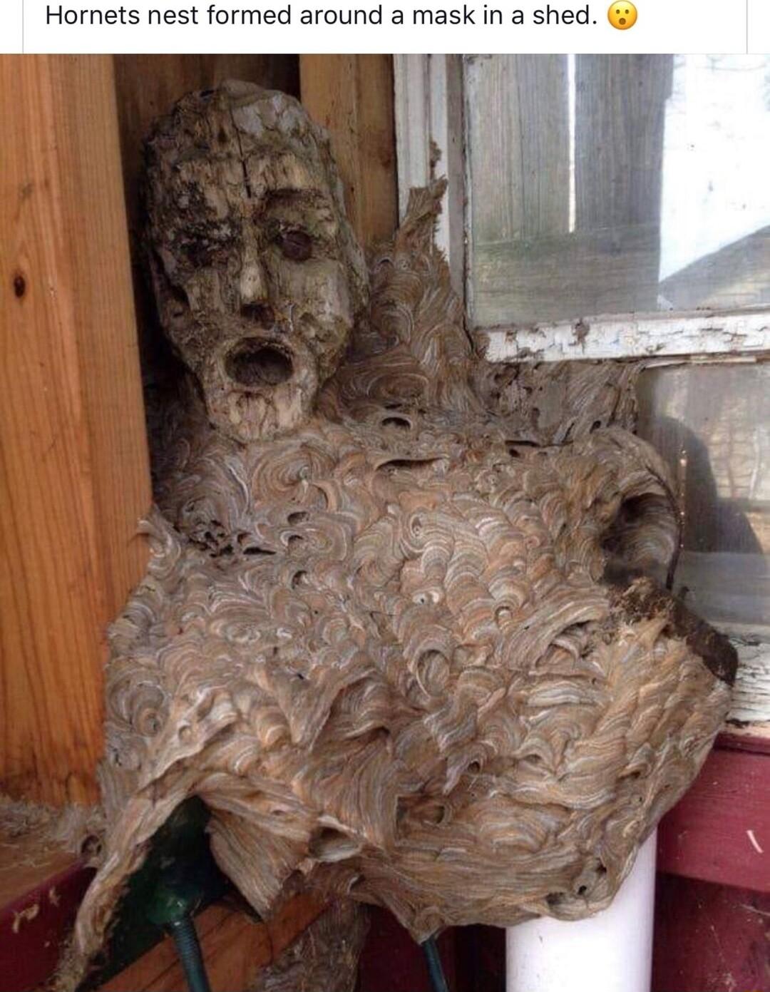 Hornets nest formed around a mask in a shed