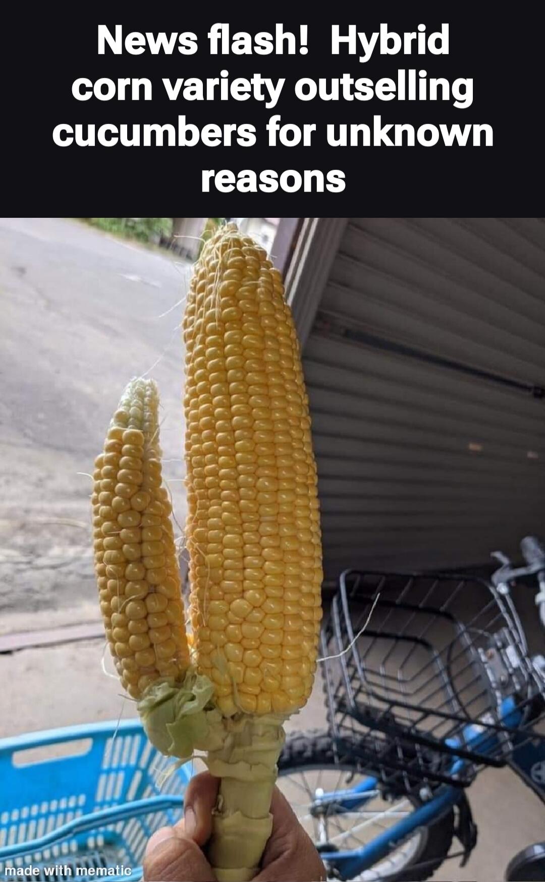 News flash! Hybrid corn variety outselling cucumbers for unknown reasons