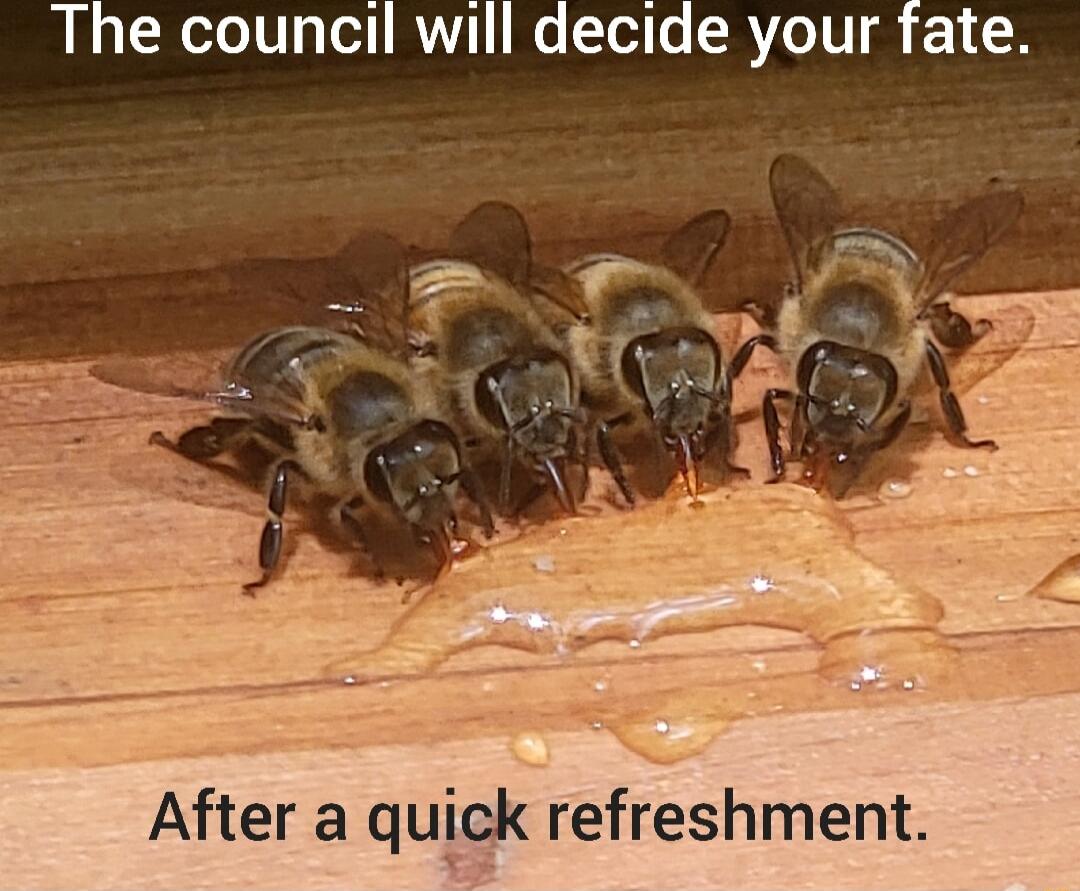 The council will decide your fate After a quick refreshment