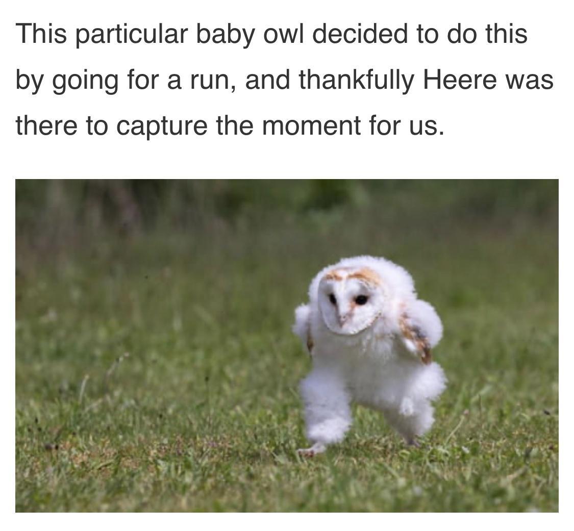 This particular baby owl decided to do this by going for a run and thankfully Heere was there to capture the moment for us