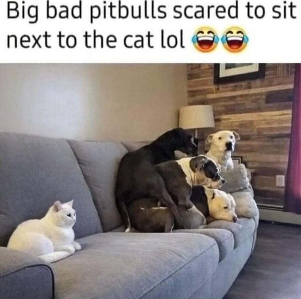 Big bad pitbulls scared to sit next to the cat lol 😂😂