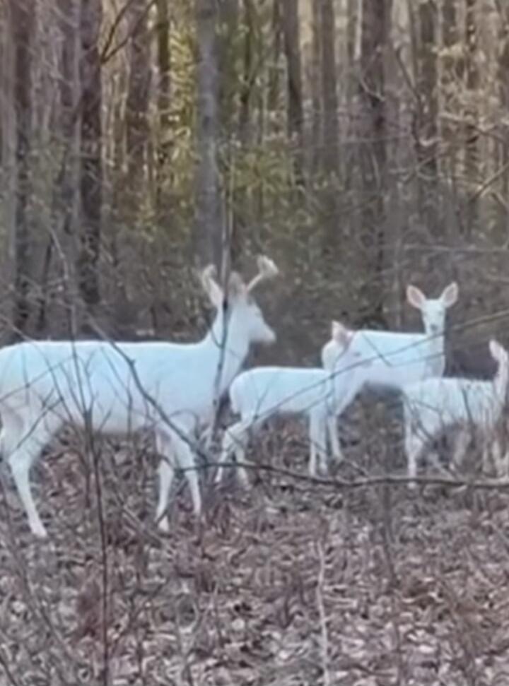 Three white goats standing in a forest with bare trees.