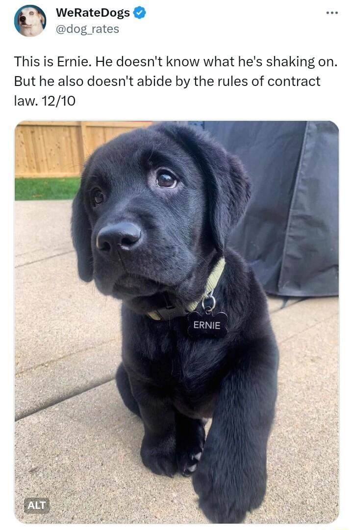 WeRateDogs dog rates This is Ernie He doesnt know what hes shaking on But he also doesnt abide by the rules of contract law 1210