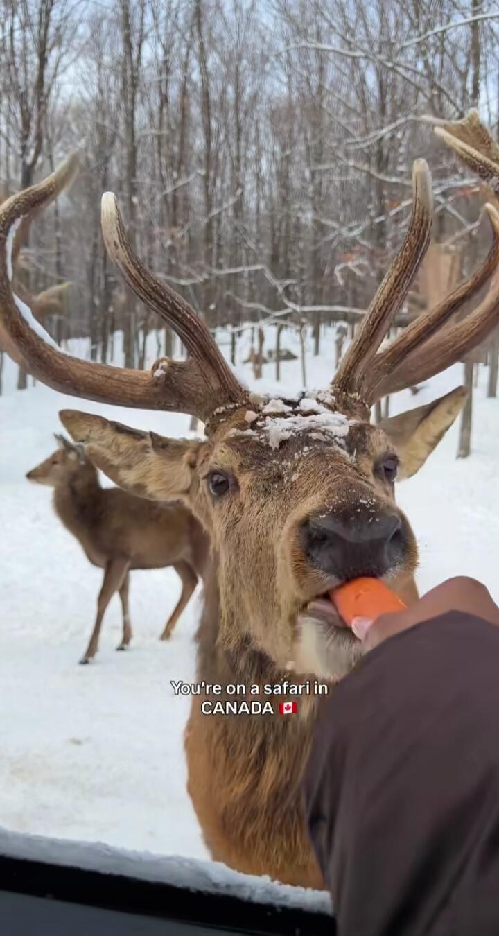 You're on a safari in CANADA
