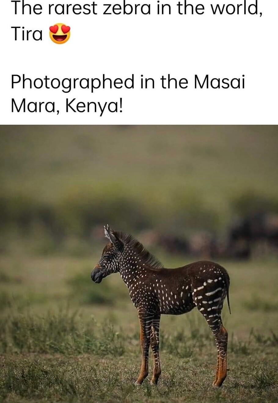 The rarest zebra in the world Tira Photographed in the Masai Mara Kenya