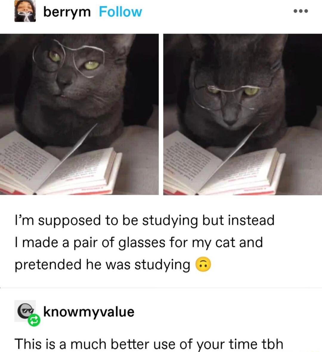 Q berrym Follow L Im supposed to be studying but instead I made a pair of glasses for my cat and pretended he was studying knowmyvalue This is a much better use of your time tbh