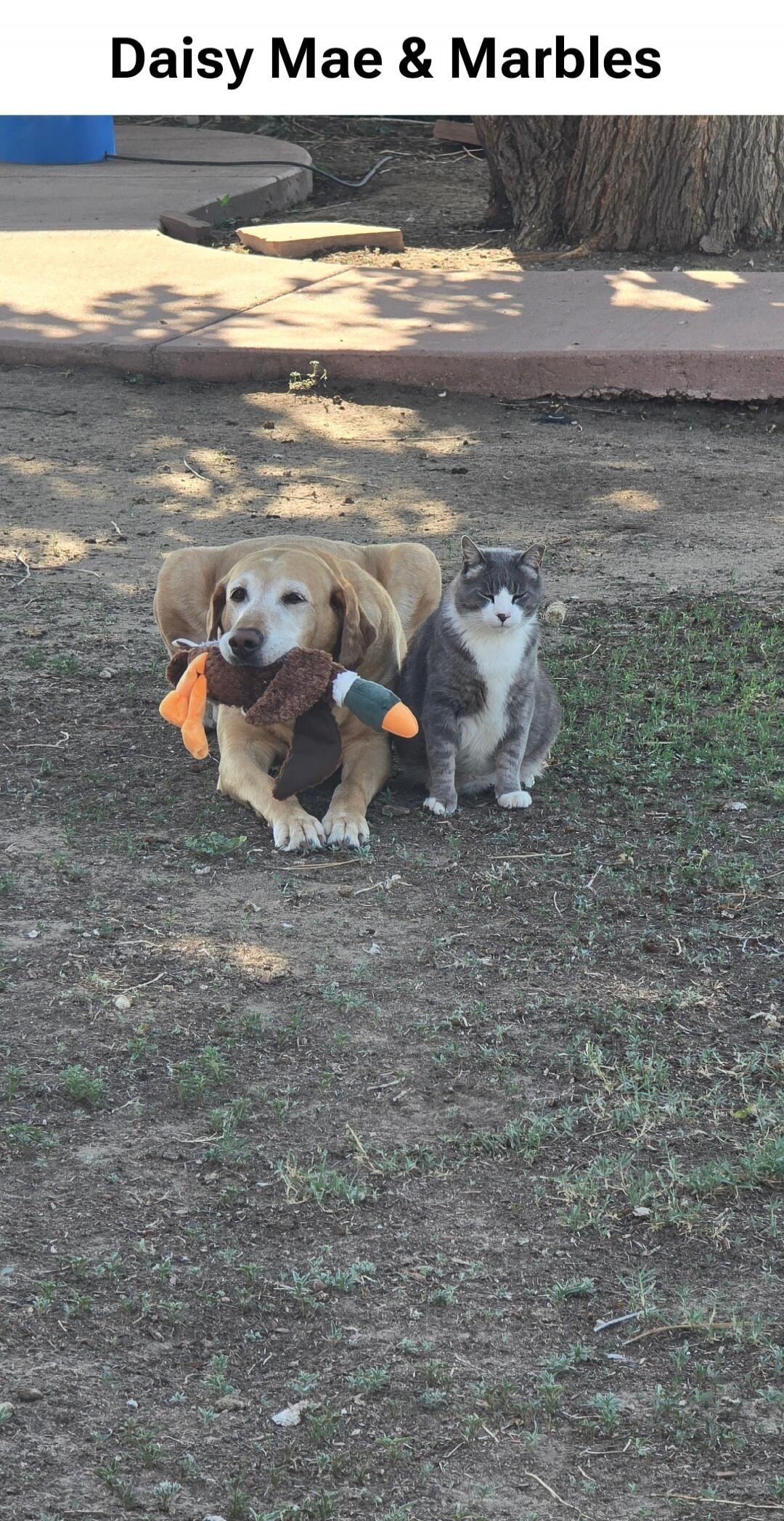 Daisy Mae & Marbles