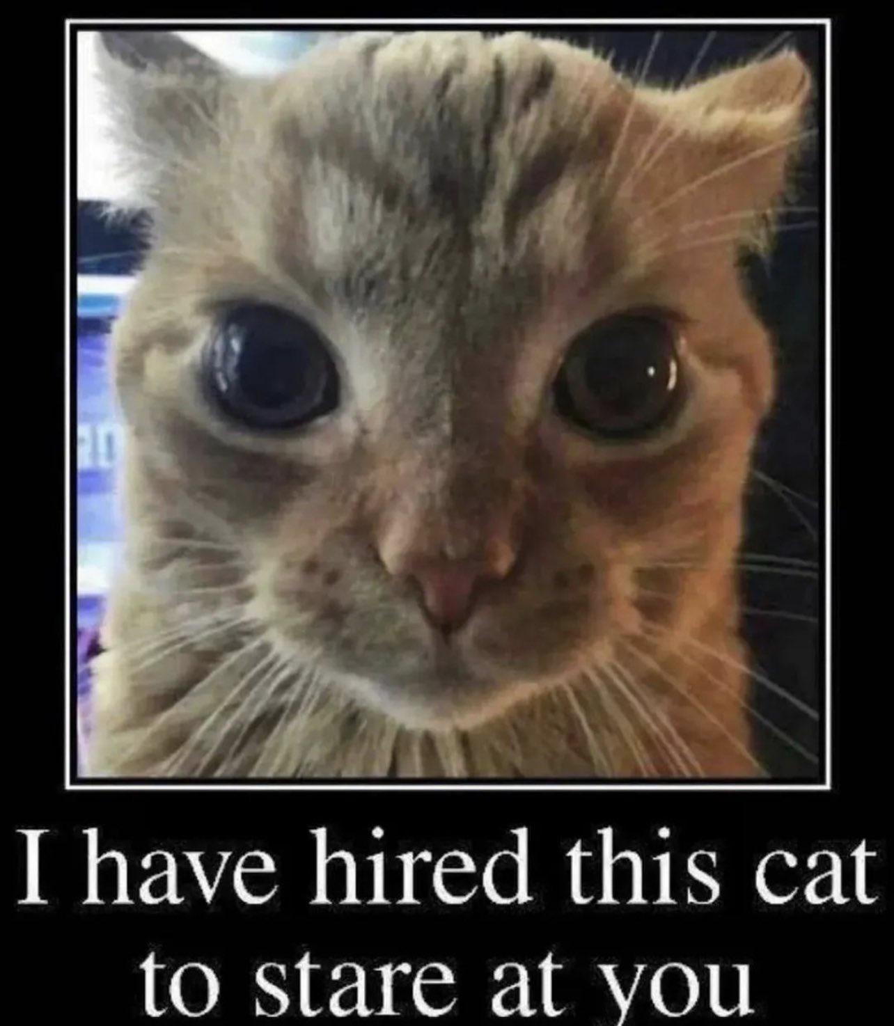 have h1red this cat to stare at you