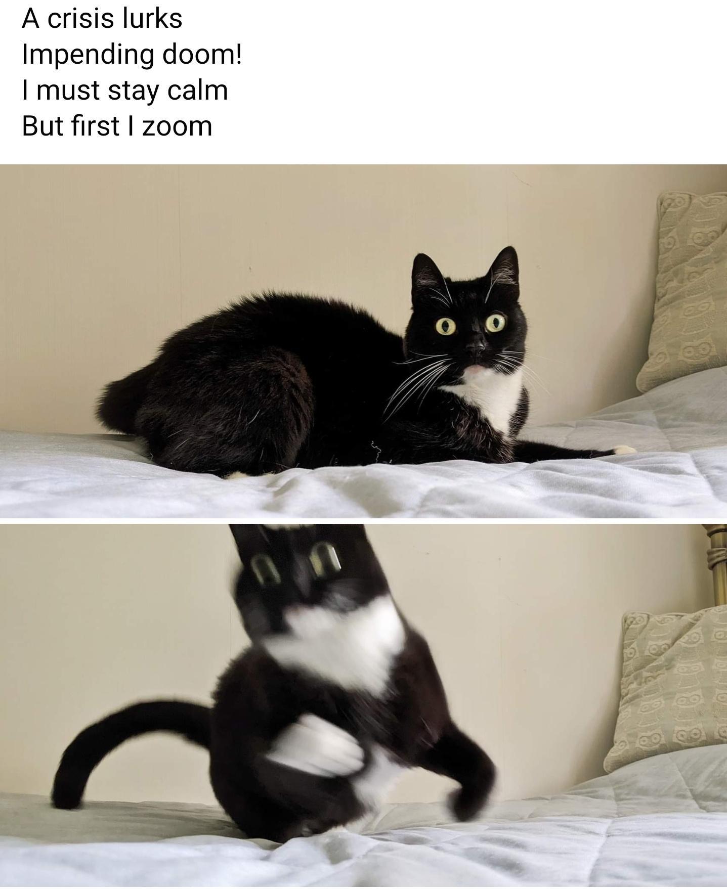 A crisis lurks Impending doom must stay calm But first zoom