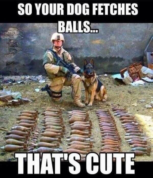 SO YOUR DOG FETCHES BALLS... THAT'S CUTE