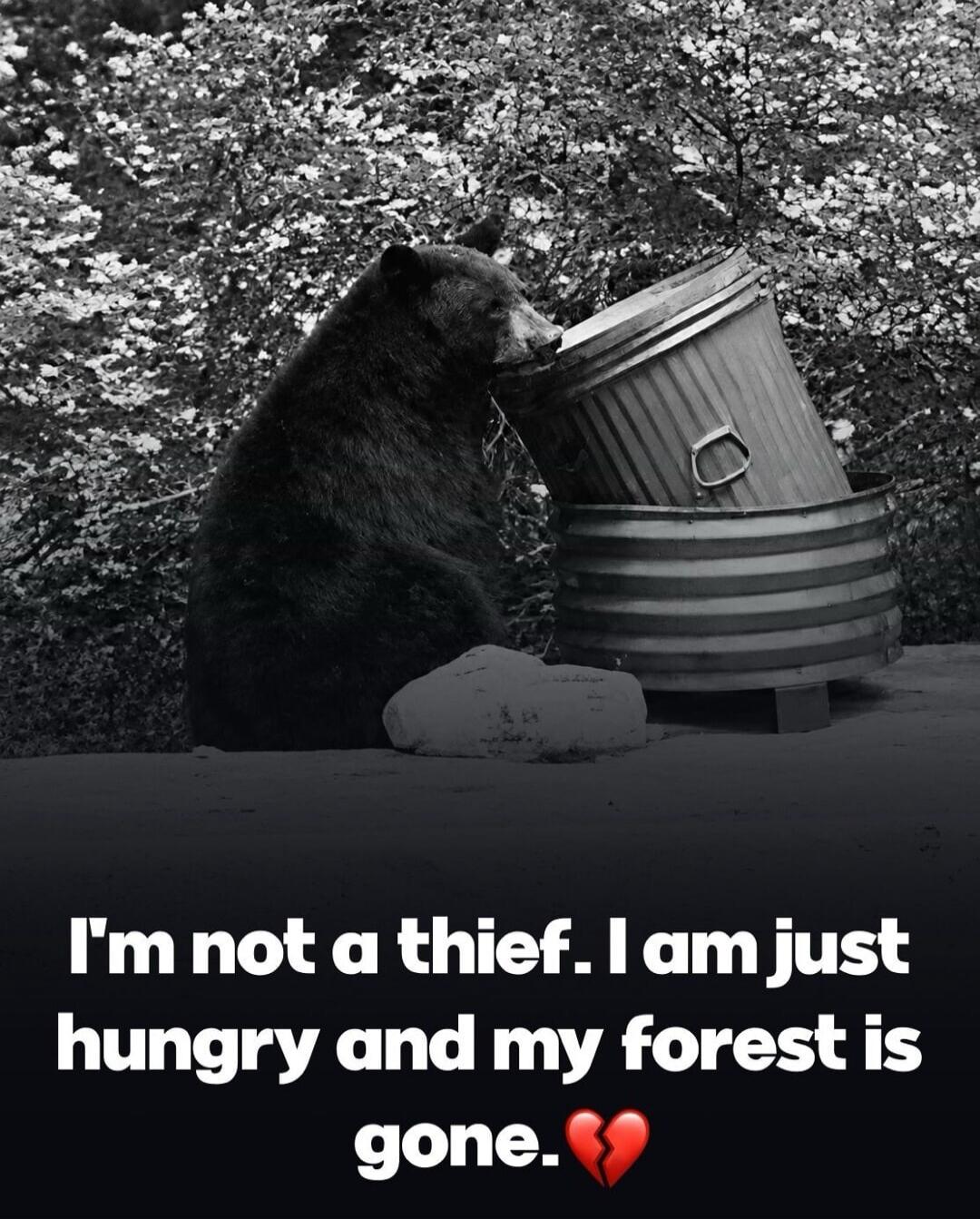 I'm not a thief. I am just hungry and my forest is gone. 💔