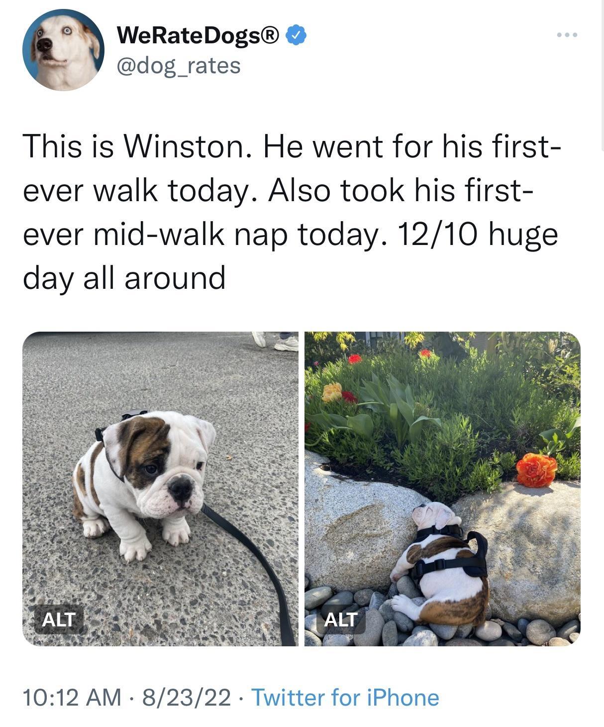 WeRateDogs dog_rates This is Winston He went for his first ever walk today Also took his first ever mid walk nap today 1210 huge day all around 1012 AM 82322 Twitter for iPhone
