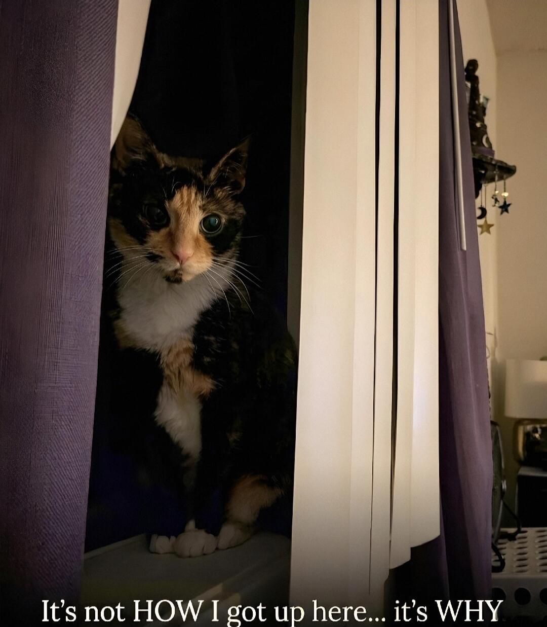 It's not HOW I got up here... it's WHY