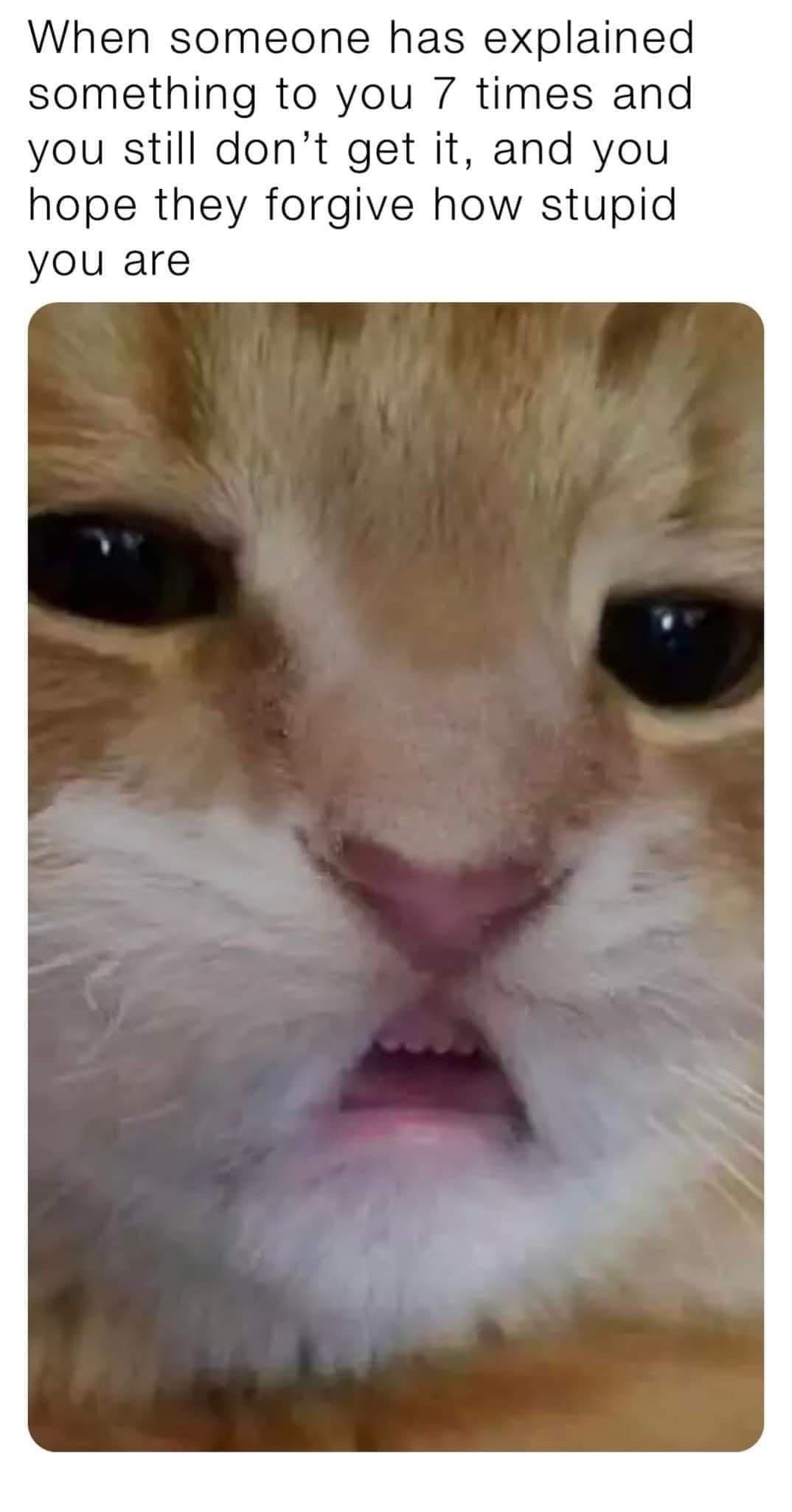 When someone has explained something to you 7 times and you still dont get it and you hope they forgive how stupid you are