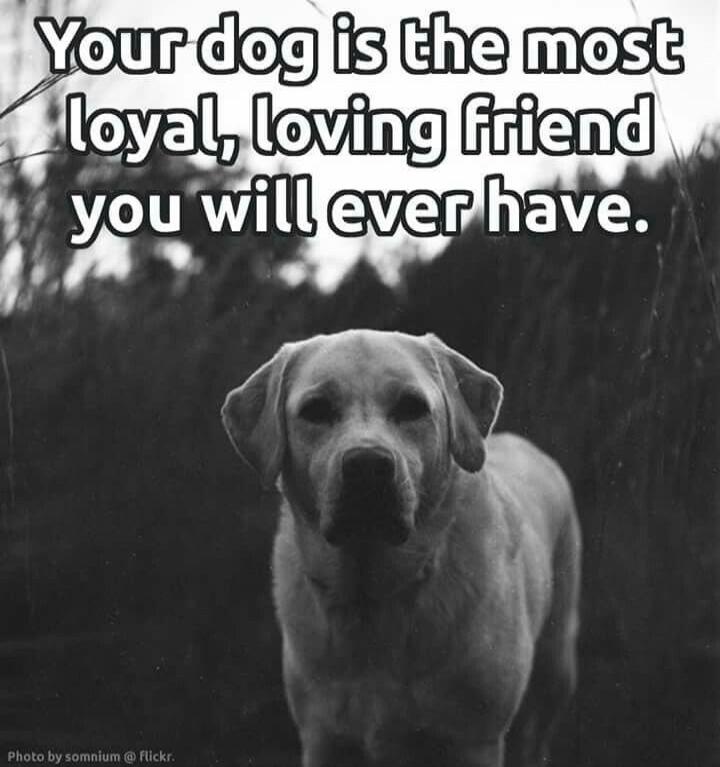 Your dog is the most loyal, loving friend you will ever have.